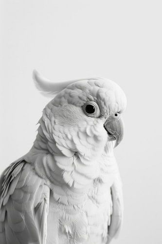 Cacatoès en noir et blanc