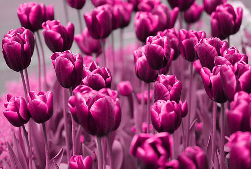 Tulpen