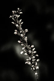 Dark Flowers In Summer - #02 by The Olm
