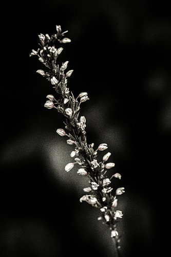 Fleurs sombres en été - n° 02