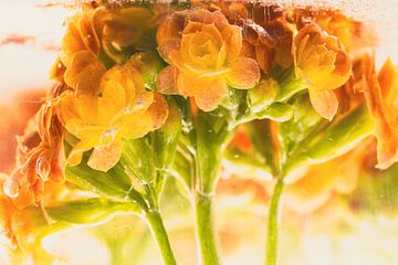 Kalanchoë in ijs 3 van Marc Heiligenstein