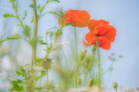 Mohnblumen