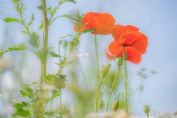 Coquelicots sur Moetwil en van Dijk - Fotografie