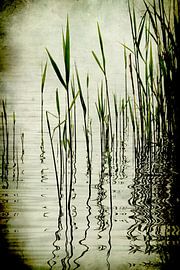 See Schilf by Markus Wegner