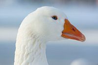 goose 