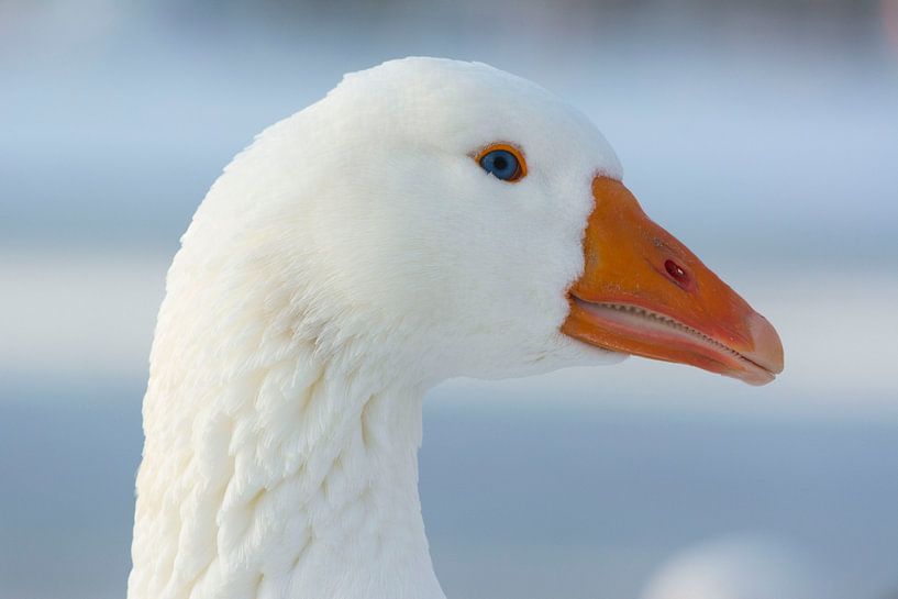 goose  by Gernanda Vos