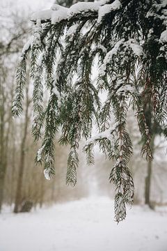 Sneeuwstorm in de dennebomen bij het bos in Almere, Nederland | Sneeuw landschappen in een winterspo van Evelien Lodewijks