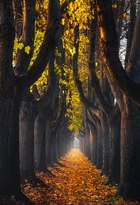 Lucca, Herbstlaub auf einem von Bäumen gesäumten Gehweg. Toskana, Italien.