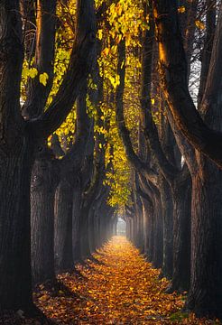 Lucca, herfstbladeren in wandelpad met bomen. Toscane, Italië. van Stefano Orazzini