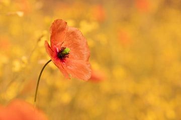 Mohn 3, schön als Kunstdruck oder auf Acryl von Josine Claasen