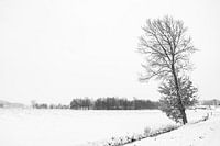 winterlandschap met een eikenboom aan de waterkant.