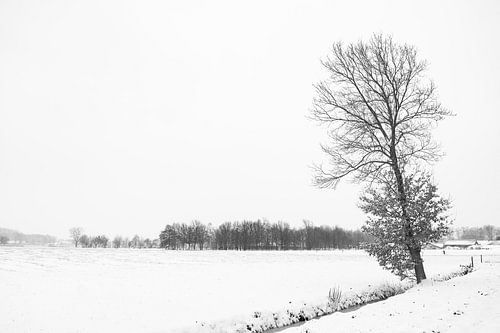 winterlandschap met een eikenboom aan de waterkant.