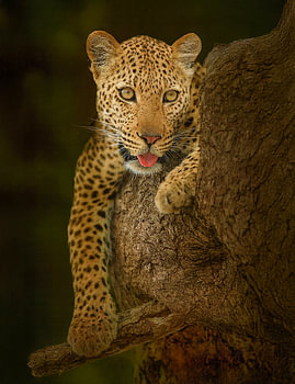 Curious