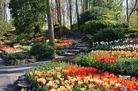 Keukenhof, tulips, flowers, green, nature