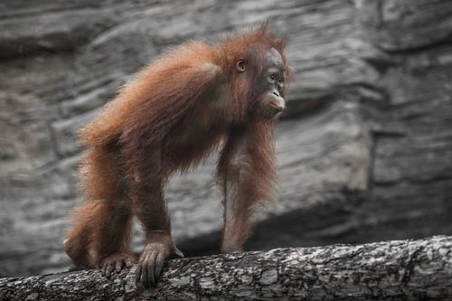 A teenage orangutan walks on a log determination and a young lush coat by Michael Semenov