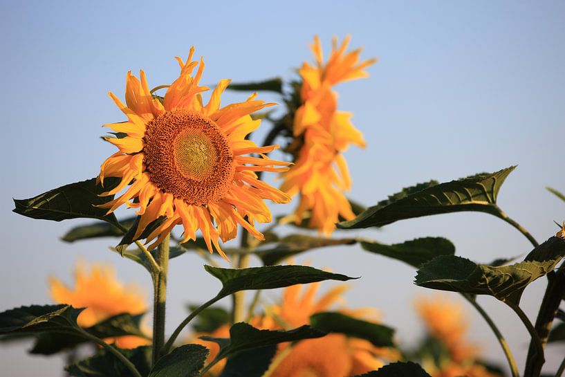 Sonnenblumen by Jana Behr