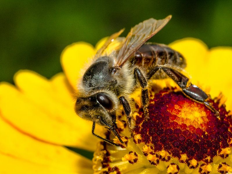 Honeybee on flower by Natasja Martijn