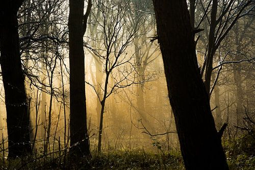 mist-zon-bomen