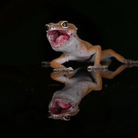 Gecko von Ema Erkens