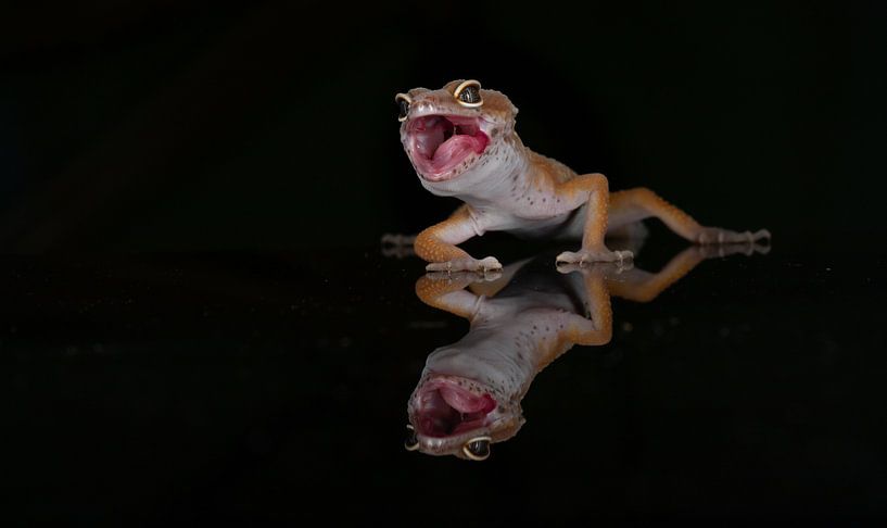 Gecko von Ema Erkens