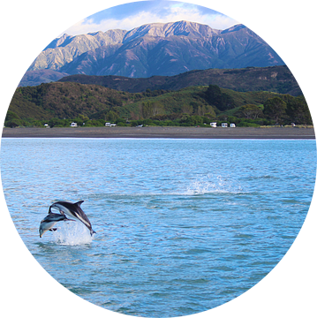 Springende Dolfijnen in Nieuw Zeeland van GoWildGoNaturepictures