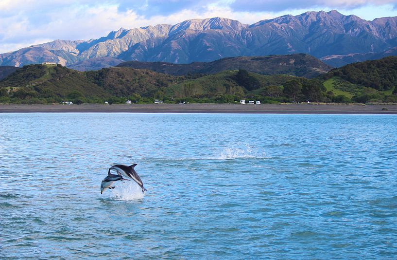 Jumping Dolphins in New Zealand by GoWildGoNaturepictures