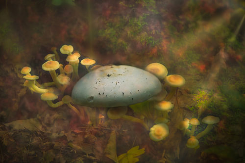 La magie de l'automne, à plusieurs niveaux.