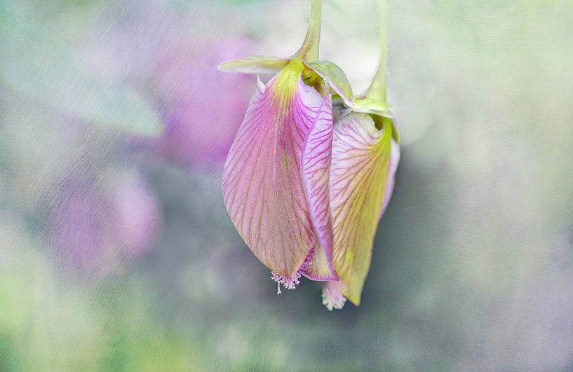 Une fleur ailée dans le bourgeon par Rietje Bulthuis