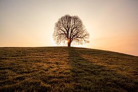 Morgengrauen am Baum von Leo Schindzielorz