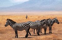 Zebra's in Serengeti NP Tanzania 