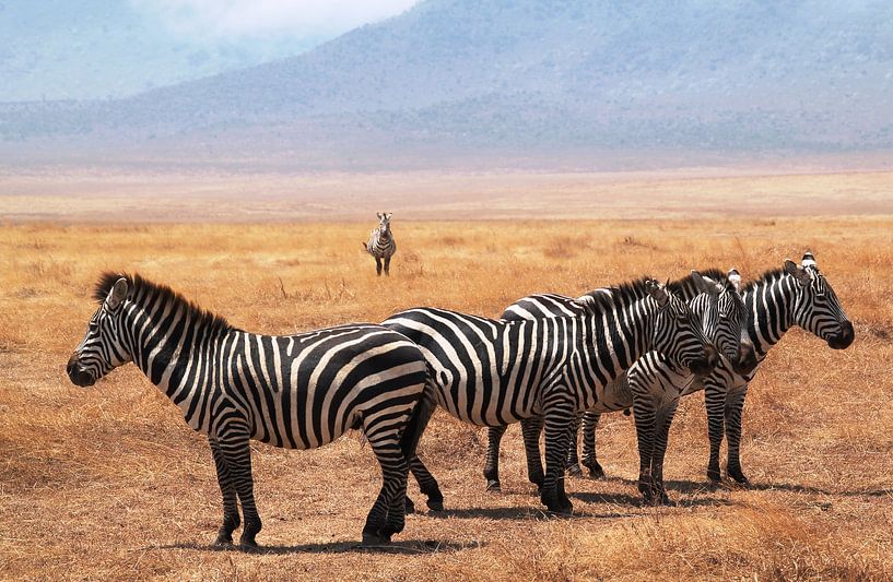 Zebra's in Serengeti NP Tanzania  by Tineke Mols