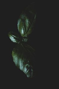 Basilicum