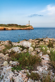 Bloemen met vuurtoren van Portocolom op Mallorca, Spanje