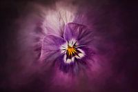 Viola purple