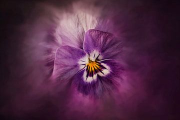 Viola paars van Beate Wurster