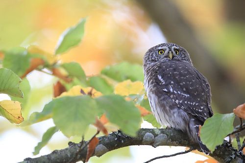 Dwergooruil, Zwabische Alpen, Baden-Württemberg, Duitsland