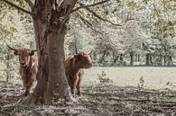 Schotse Hooglanders bij een boom van Elianne van Turennout thumbnail