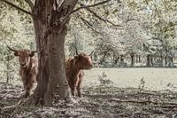 Zwei schottische Highlander unter einem Baum - schönes Foto für einen sonnigen Tag an Ihrer Wand