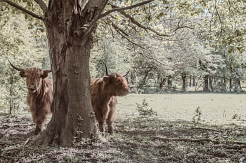 Zwei schottische Highlander unter einem Baum - schönes Foto für einen sonnigen Tag an Ihrer Wand