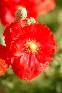 Coquelicots (Papaver rhoeas) , Pavot, Allemagne