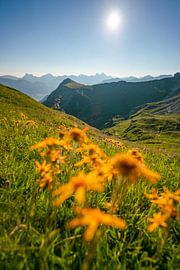 Blumige Sicht auf die Tannheimer Berge von Leo Schindzielorz