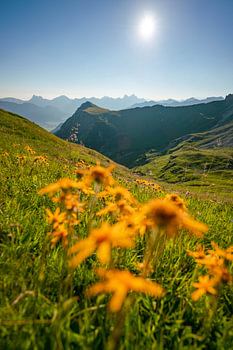 Blumige Sicht auf die Tannheimer Berge