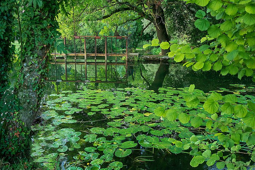 Vijver met waterlelies | Groen landschap van Flatfield
