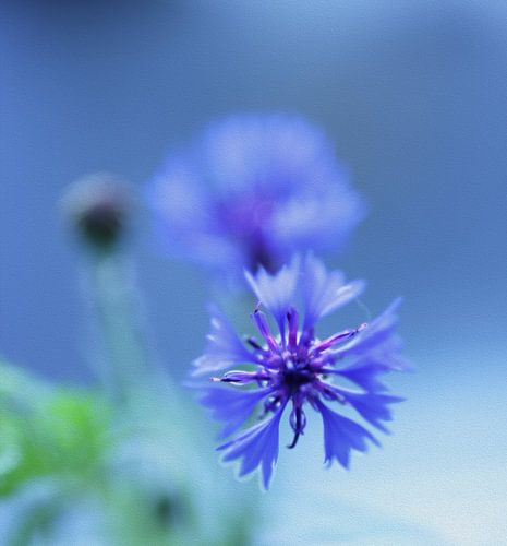 Whispering Cornflower — Une beauté picturale