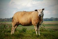 Schaap