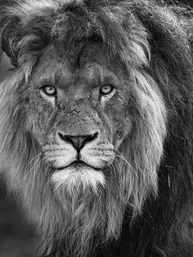 Portret volwassen leeuw (man) van Photo and Art