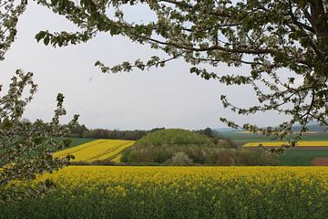 Arbres en fleurs et champs de colza au printemps
