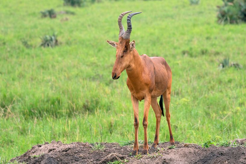 Bubale rouge (Alcelaphus lelwel), parc national de Murchison Falls, Ouganda. par Alexander Ludwig