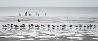 A flock of Oystercatchers on the beach near Paesens/Moddergat