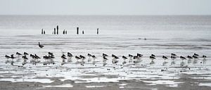Ein Schwarm Austernfischer am Strand bei Paesens/Moddergat